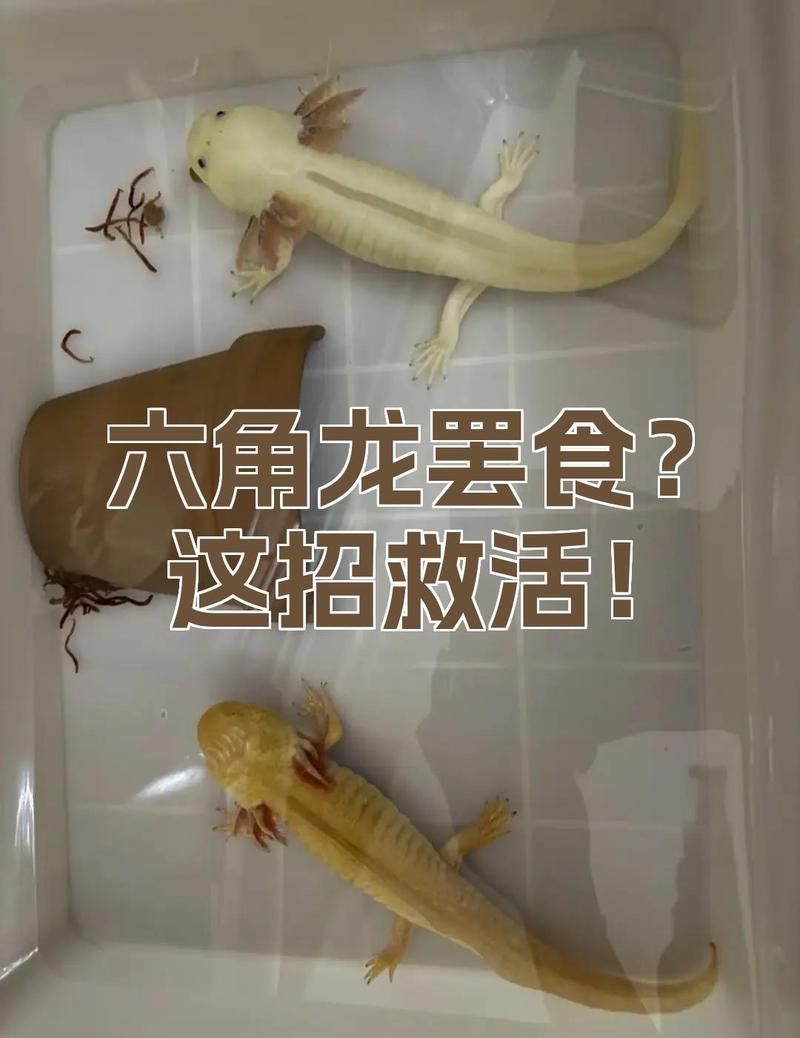 六角龍不吃東西怎么辦，六角龍不吃東西不吃東西怎么辦，六角龍不吃東西怎么辦