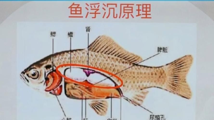 鹽浴治療魚腹水需要多長時間