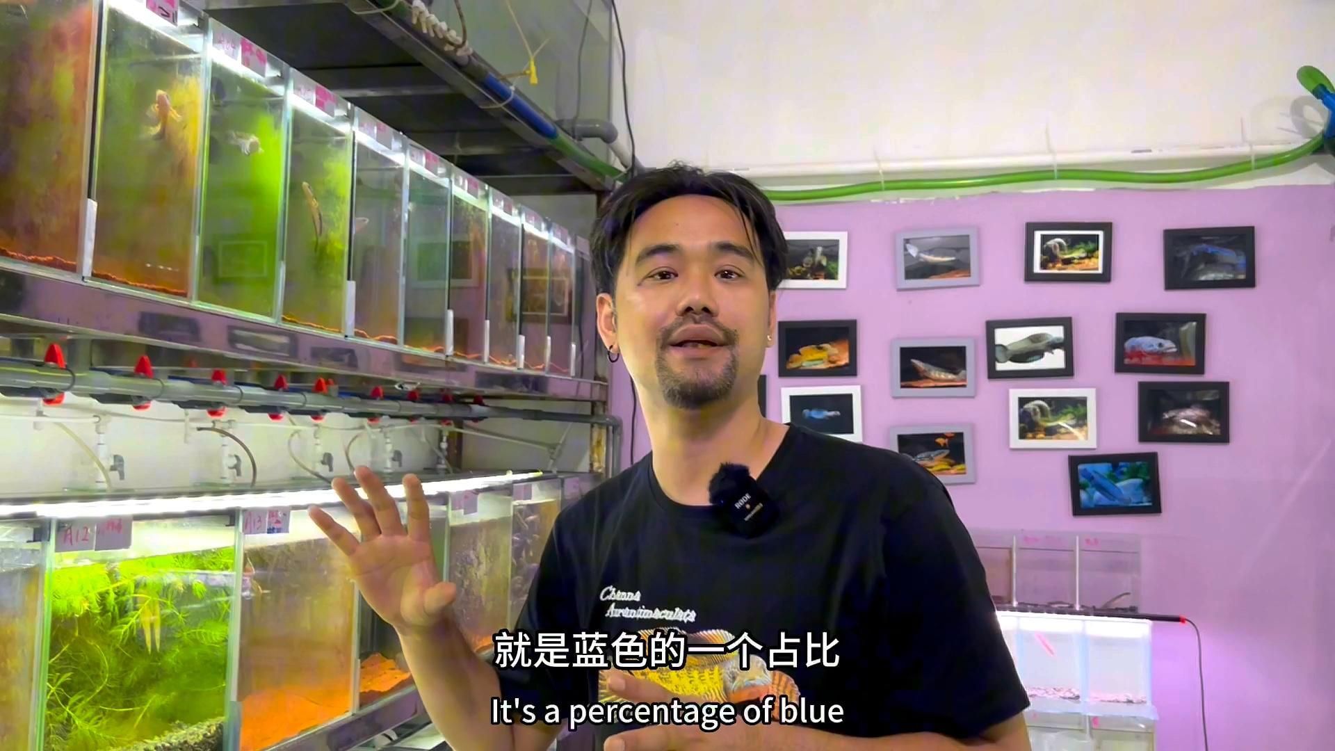 如何判斷眼睛蛇雷龍魚的品質？