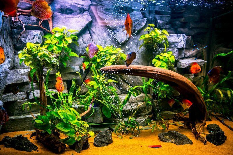 有哪些方法可以降低魚缸水溫