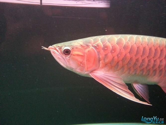 紅龍魚有哪些品種，紅龍魚有哪些品種紅龍魚的壽命與養護全攻略