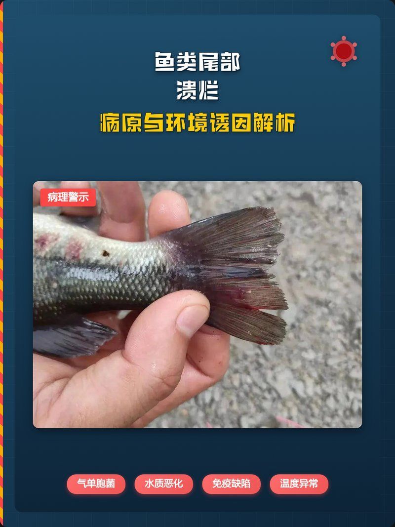如何預防爛尾魚的發生，arxiv論文助手可輔助獲取最新的水產病理學研究論文