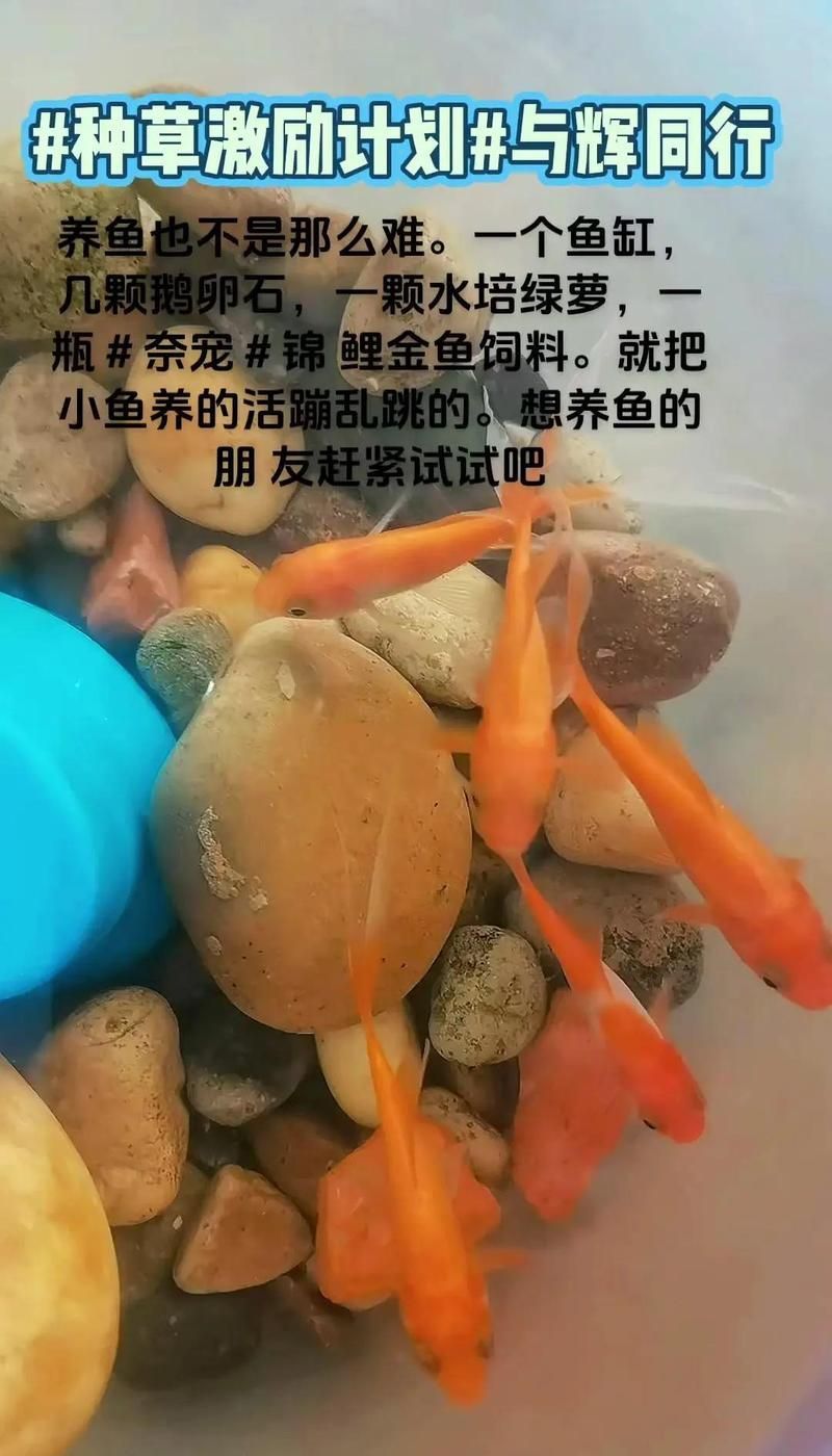 龍魚和錦鯉哪個更適合新手，龍魚和錦鯉哪個更適合新手養(yǎng)魚