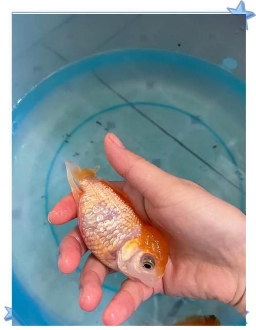 如何預(yù)防魚缸中的魚炸鱗？，scaleprotrusiondisease魚缸中的魚炸鱗（豎鱗病）