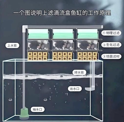 如何預(yù)防魚缸中的魚炸鱗？，scaleprotrusiondisease魚缸中的魚炸鱗（豎鱗病）