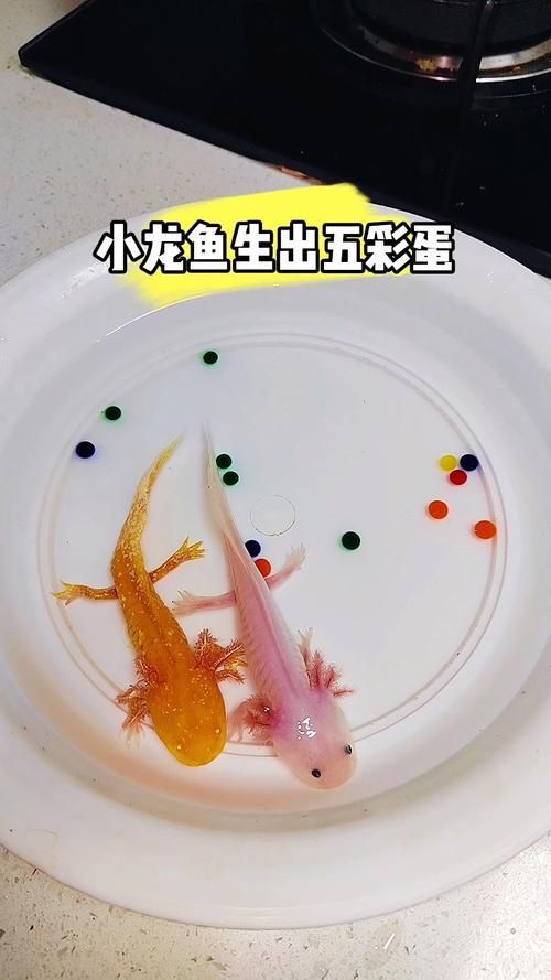 能否分享一些小龍魚(yú)的行為照片，如何判斷小龍魚(yú)的健康狀態(tài)