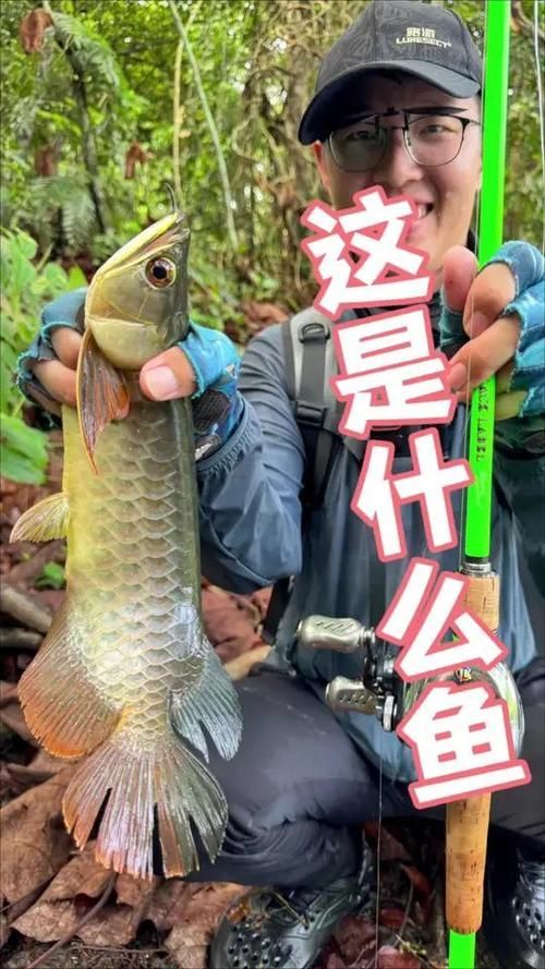 能否分享一些小龍魚(yú)的行為照片，如何判斷小龍魚(yú)的健康狀態(tài)