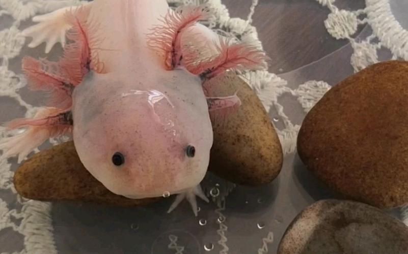 能否分享一些小龍魚(yú)的行為照片，如何判斷小龍魚(yú)的健康狀態(tài)