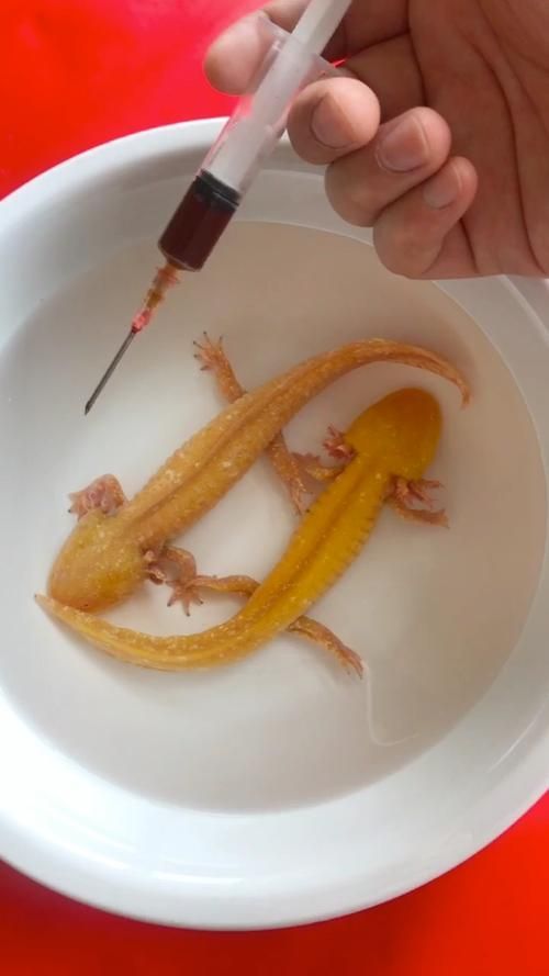 能否分享一些小龍魚(yú)的行為照片，如何判斷小龍魚(yú)的健康狀態(tài)