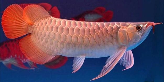 給我一些關于博野龍魚的圖片