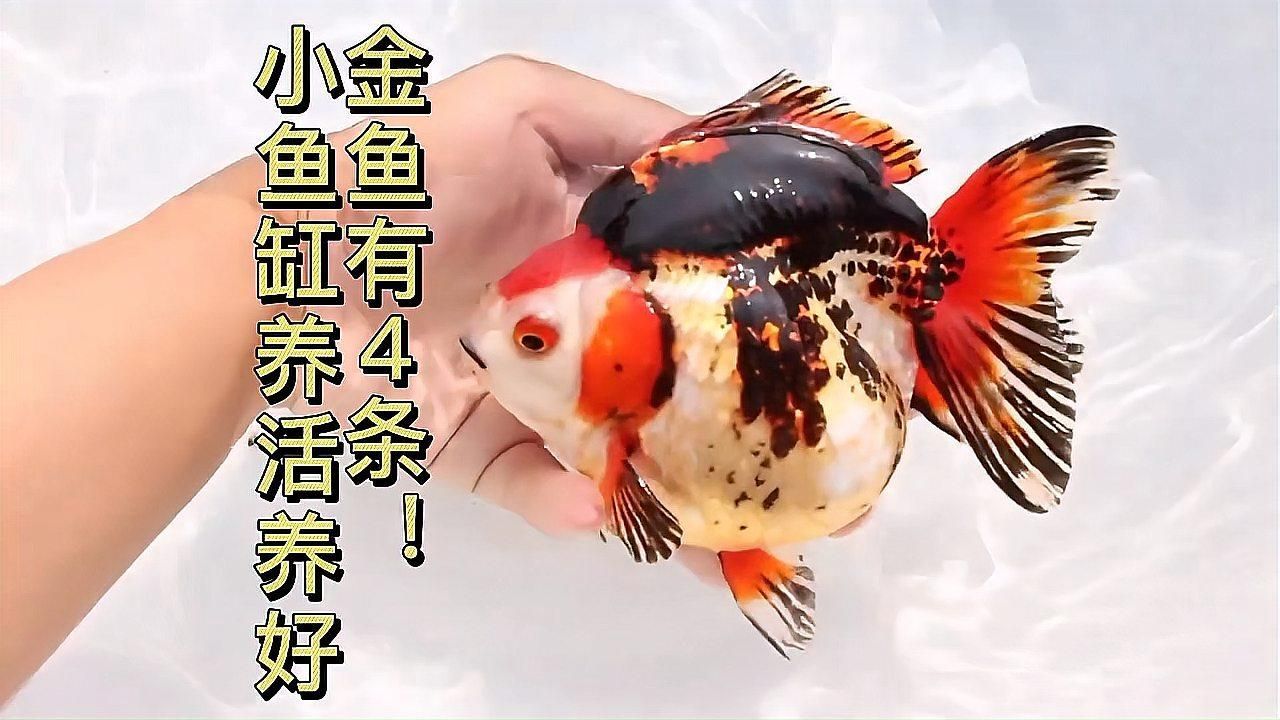 如何判斷小魚缸是否適合養魚，————小魚缸養魚的判斷是否適合養魚