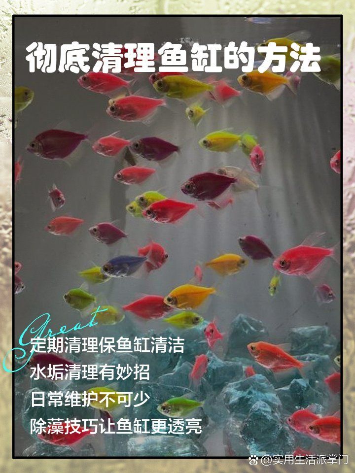 如何處理龍魚吃面包蟲的殘渣，如何處理龍魚吃面包蟲殘渣