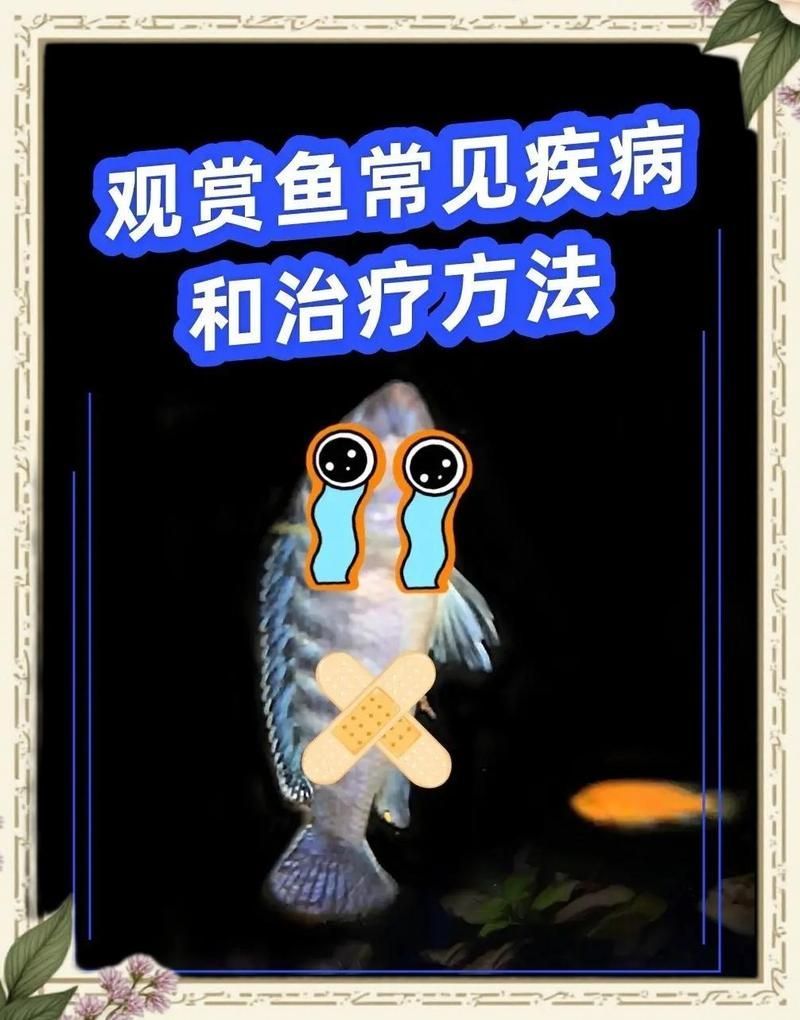 有哪些觀賞魚疾病是常見病，觀賞魚常見疾病及應(yīng)對方式