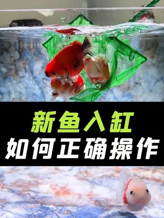 觀賞魚市場購買技巧，西安花鳥魚市場購買技巧