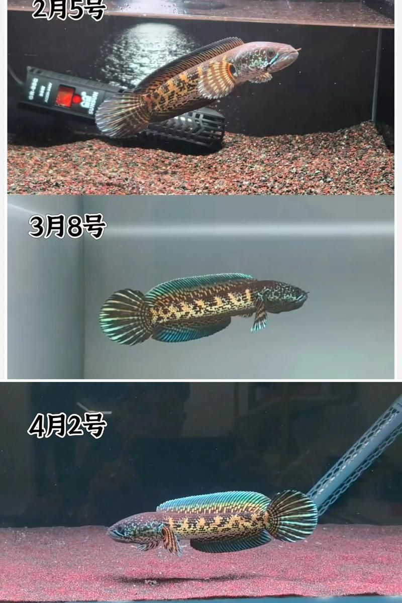 給我一些鑒別雷州龍魚品質的圖片，如何鑒別雷州龍魚品質？