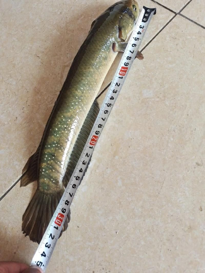 給我一些鑒別雷州龍魚品質的圖片，如何鑒別雷州龍魚品質？
