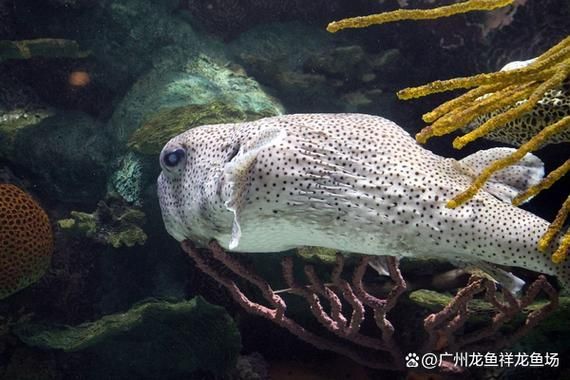 南寧紅龍魚(yú)市場(chǎng)價(jià)格范圍是多少，南寧紅龍魚(yú)市場(chǎng)價(jià)格范圍大約200元至500元至500元