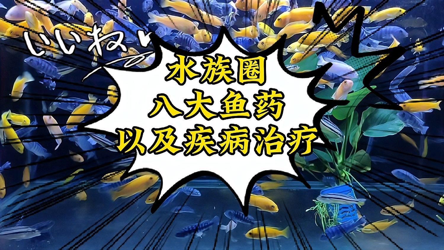 有哪些藥物可以有效治療魚體潰爛，魚體潰爛怎么辦