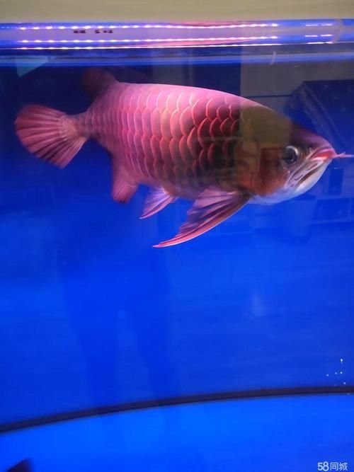 祥龍超血紅龍魚的價格是多少？，祥龍超血紅龍魚價格是多少祥龍超血紅龍魚價格是多少