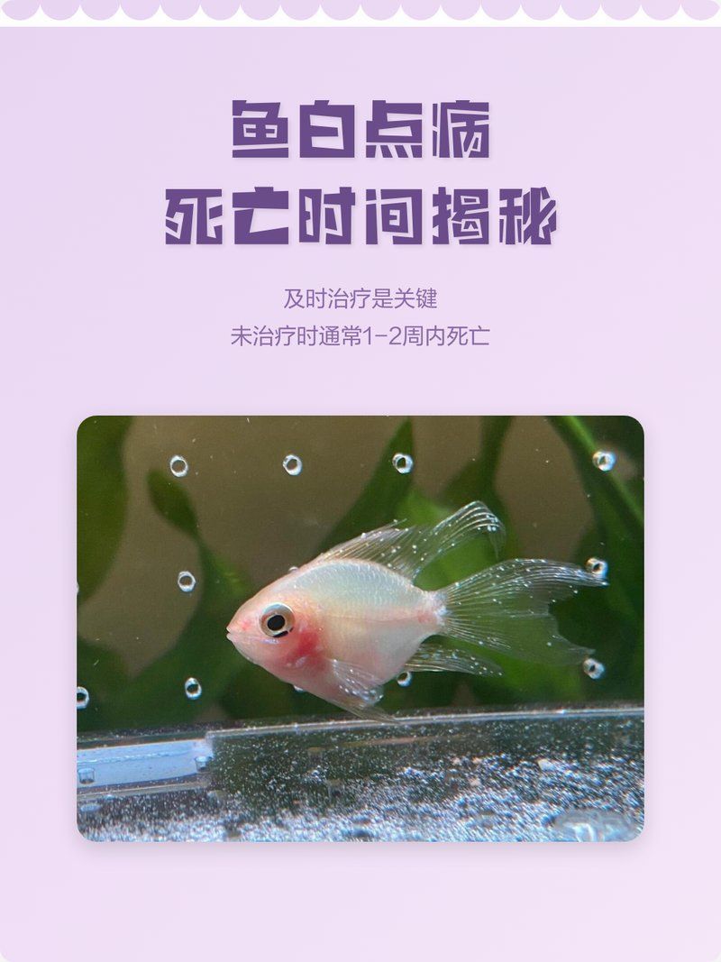 龍魚鱗片上的白點會自行消失嗎？，龍魚的白點會自行消失嗎？
