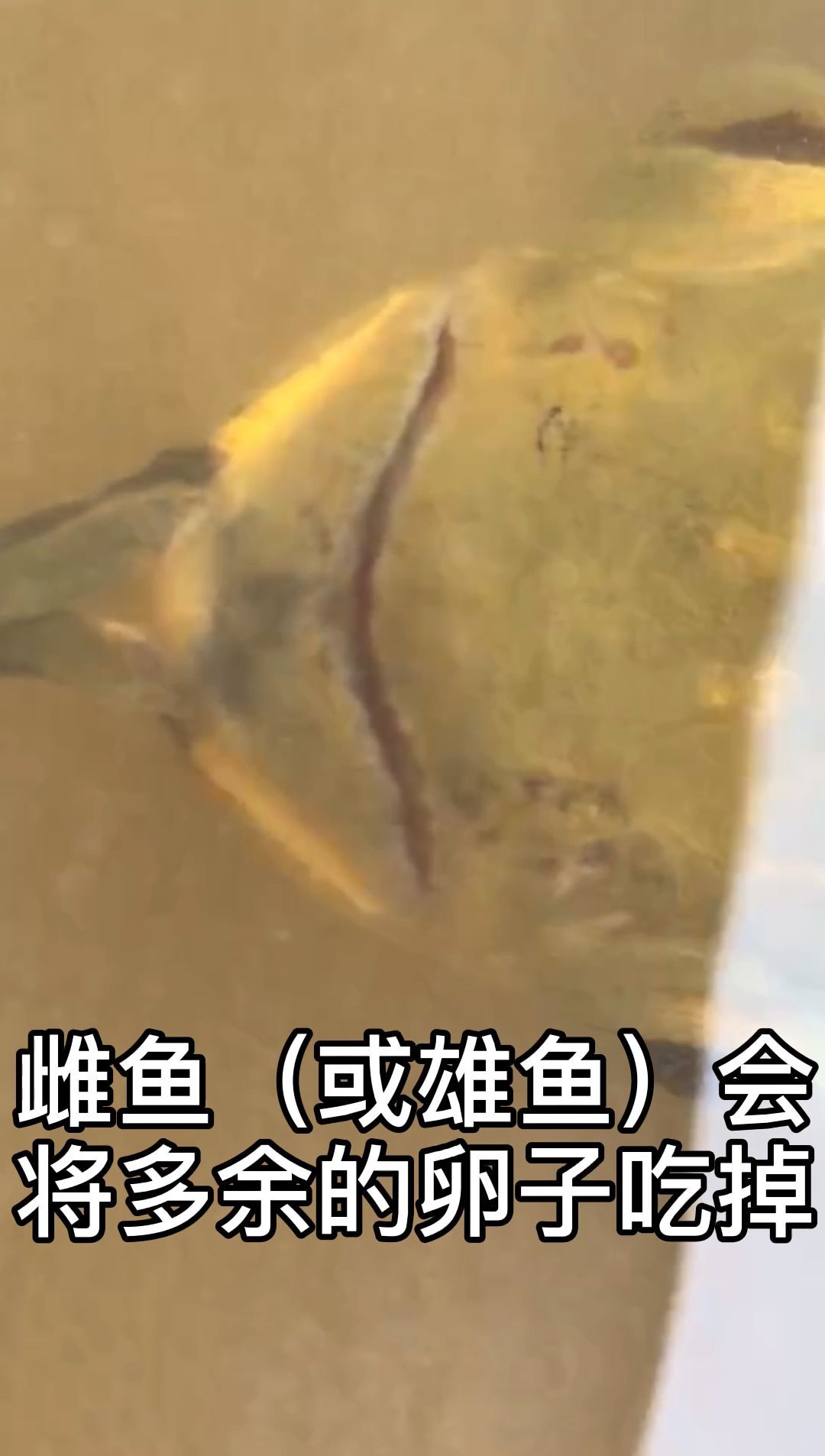 能否提供龍魚繁殖的詳細步驟，龍魚的繁殖方法