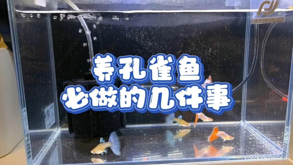 孔雀魚喂食時需要注意什么，孔雀魚喂食時需要注意的要點