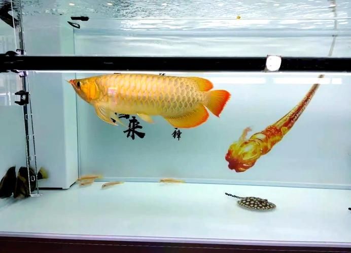 龍魚沙包魚需要哪些特殊條件，“龍魚沙包魚”飼養(yǎng)方法
