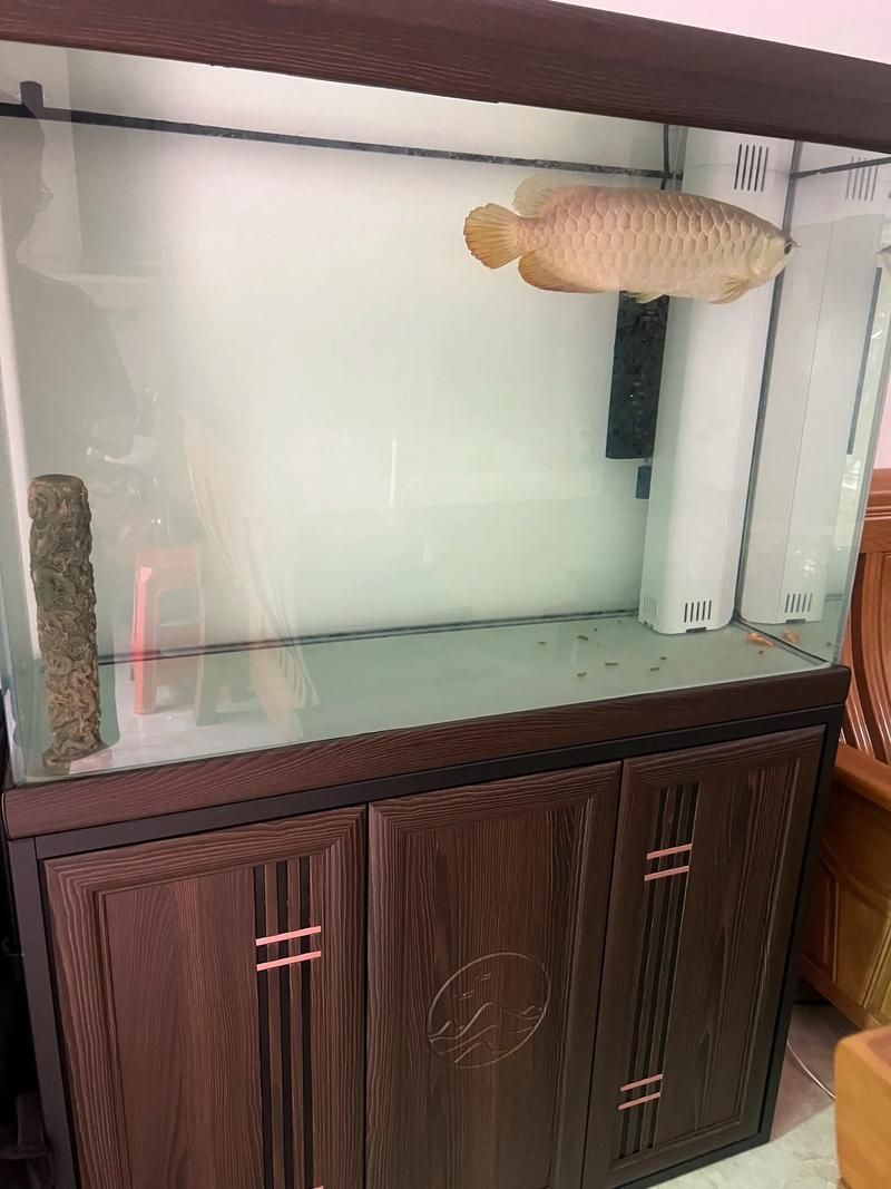 龍魚沙包魚需要哪些特殊條件，“龍魚沙包魚”飼養(yǎng)方法