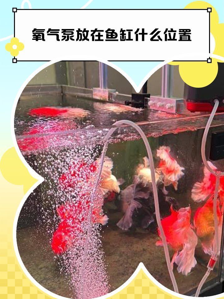 龍魚懸浮時如何補充氧氣？，增氧泵正確位置補充寵物氧氣評測