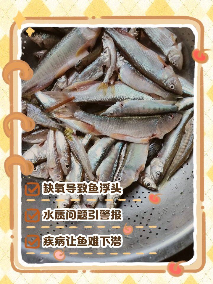 龍魚懸浮時如何補充氧氣？，增氧泵正確位置補充寵物氧氣評測