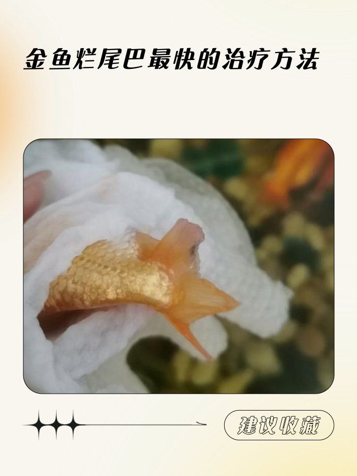 金魚(yú)爛尾如何治療最有效，寵物喂養(yǎng)秘籍，金魚(yú)爛尾巴最快治療法