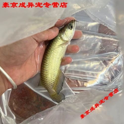 給我推薦一些古典過背金龍魚，古典過背金龍魚價格是多少如何鑒別古典過背金龍魚的真偽