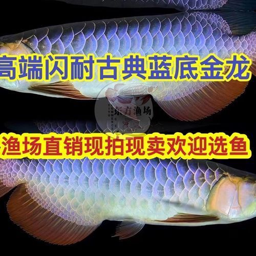 給我推薦一些古典過背金龍魚，古典過背金龍魚價格是多少如何鑒別古典過背金龍魚的真偽