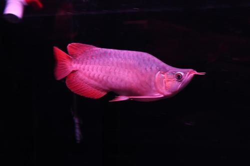 十大紅龍魚的價格是多少，十大紅龍魚價格是多少