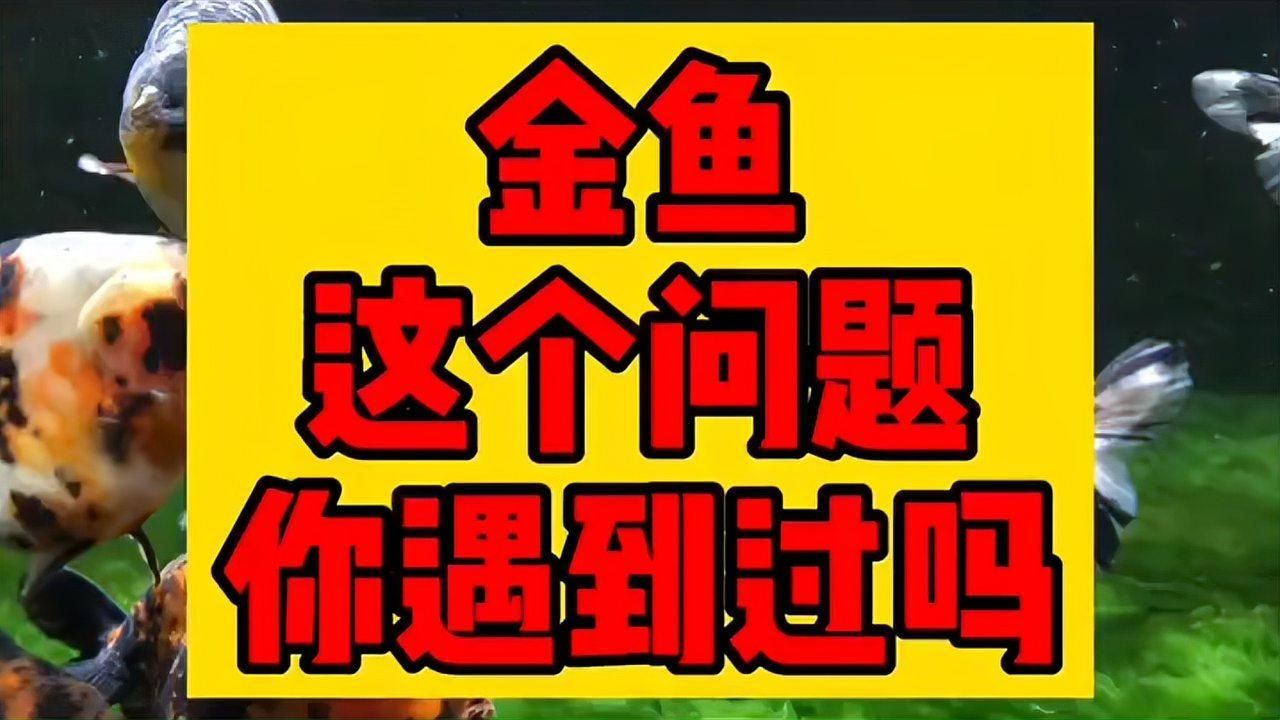 如何判斷金魚(yú)尾巴充血是否嚴(yán)重