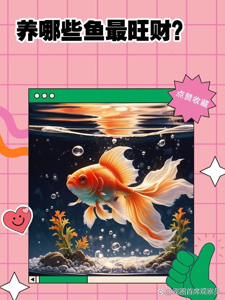 哪些風水魚品種最適合初學者，適合初學者養的風水魚品種
