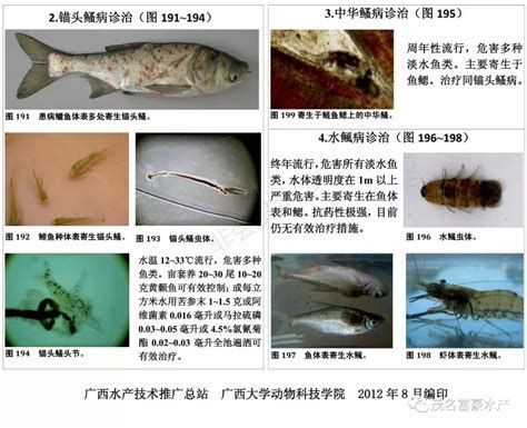 魚爛鰓圖片
