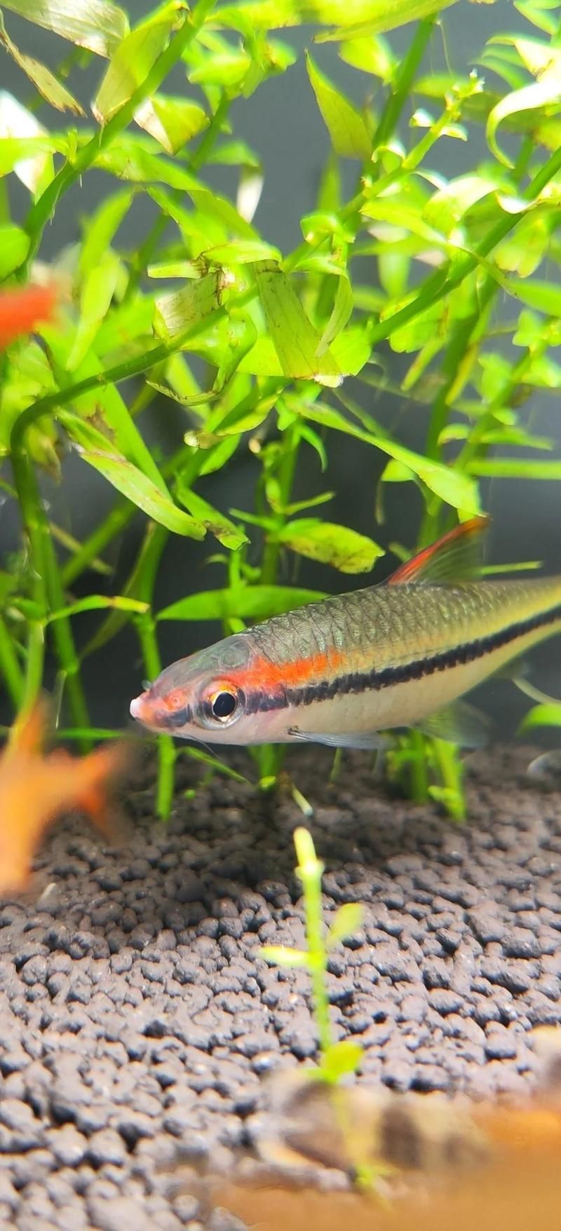 有哪些觀賞魚(yú)疾病及其治療方法