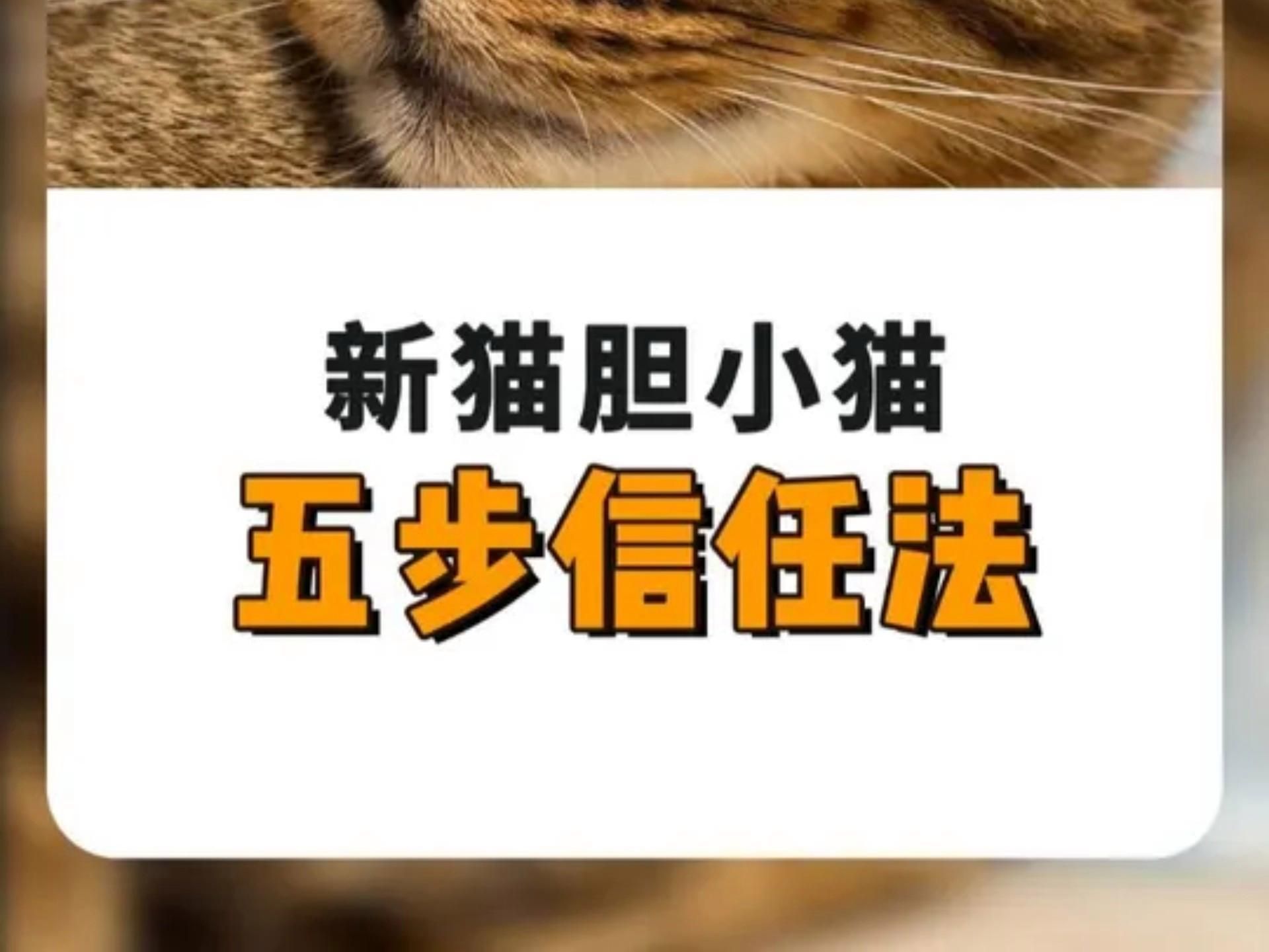 如何與貓建立信任關(guān)系，如何與你的貓咪建立信任關(guān)系