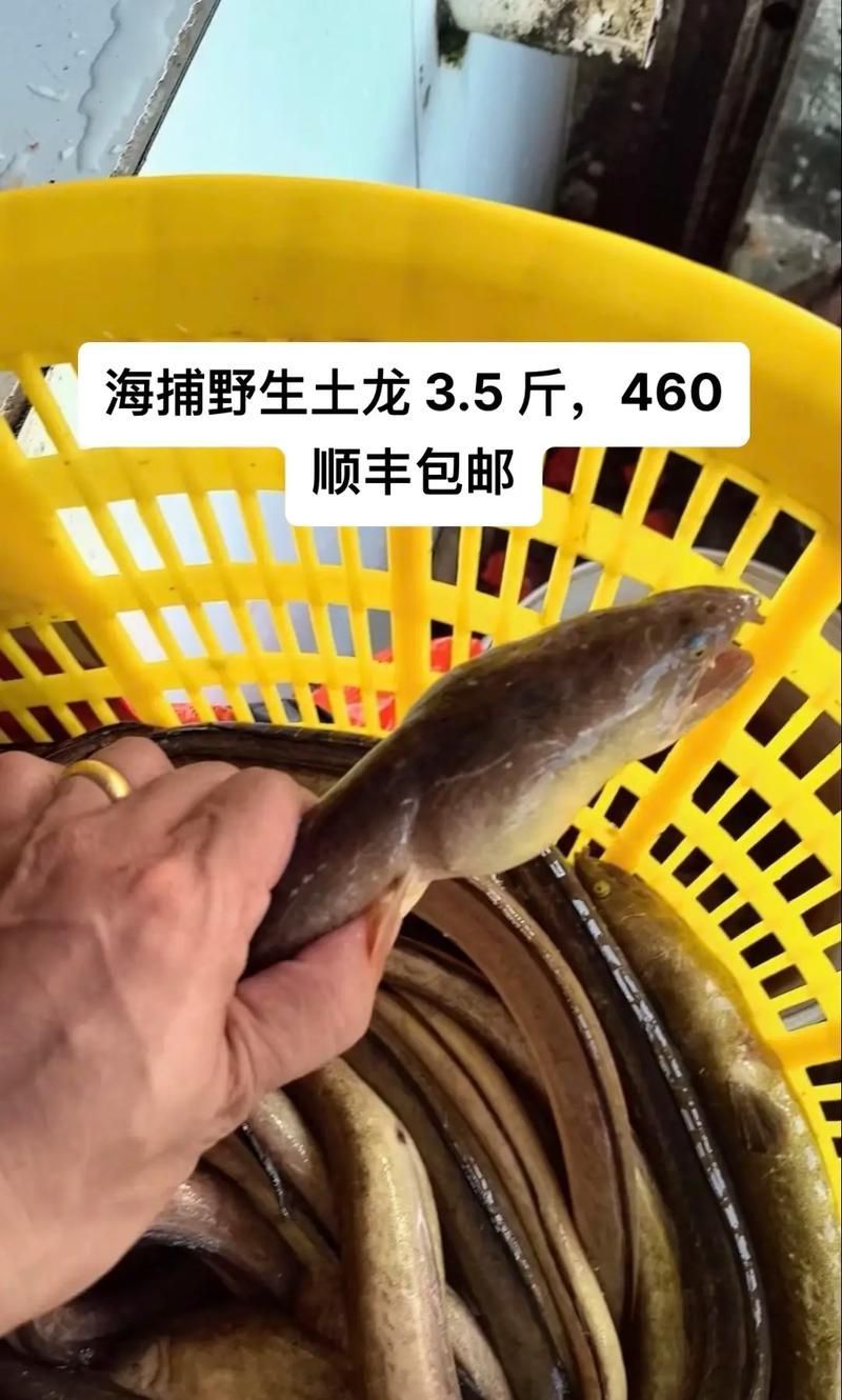 給我一些福建土龍魚的圖片，福建土龍魚是什么？
