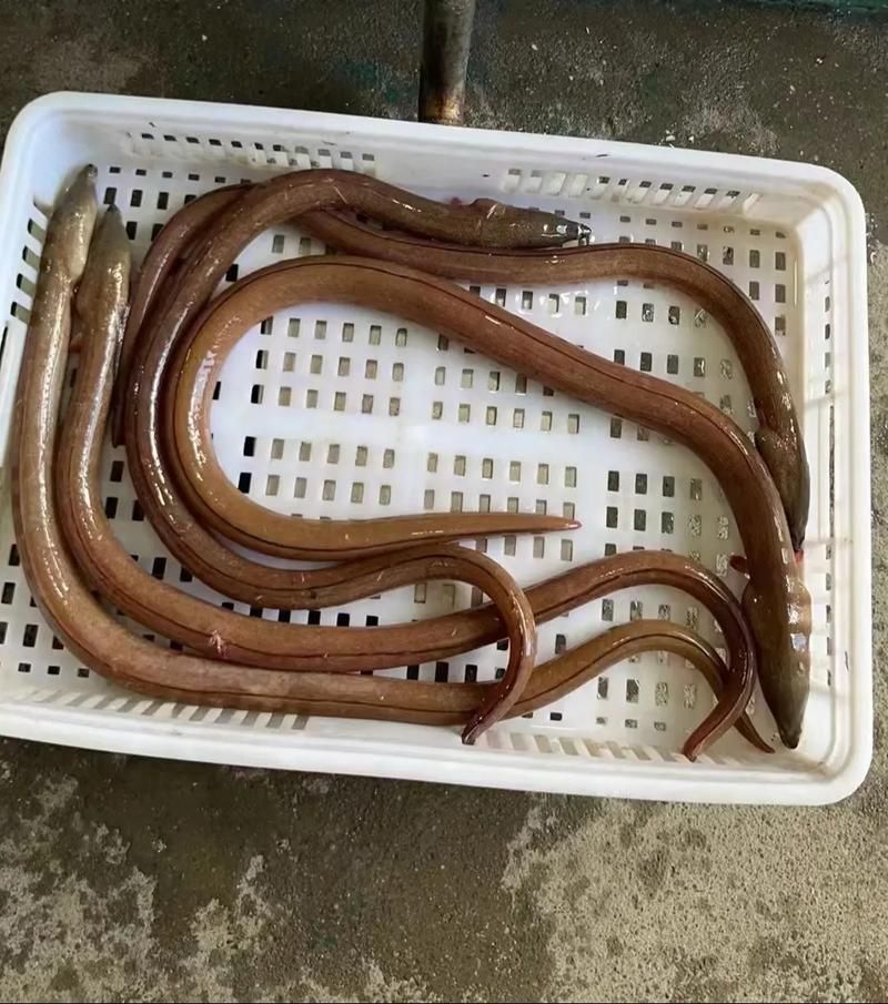 給我一些福建土龍魚的圖片，福建土龍魚是什么？