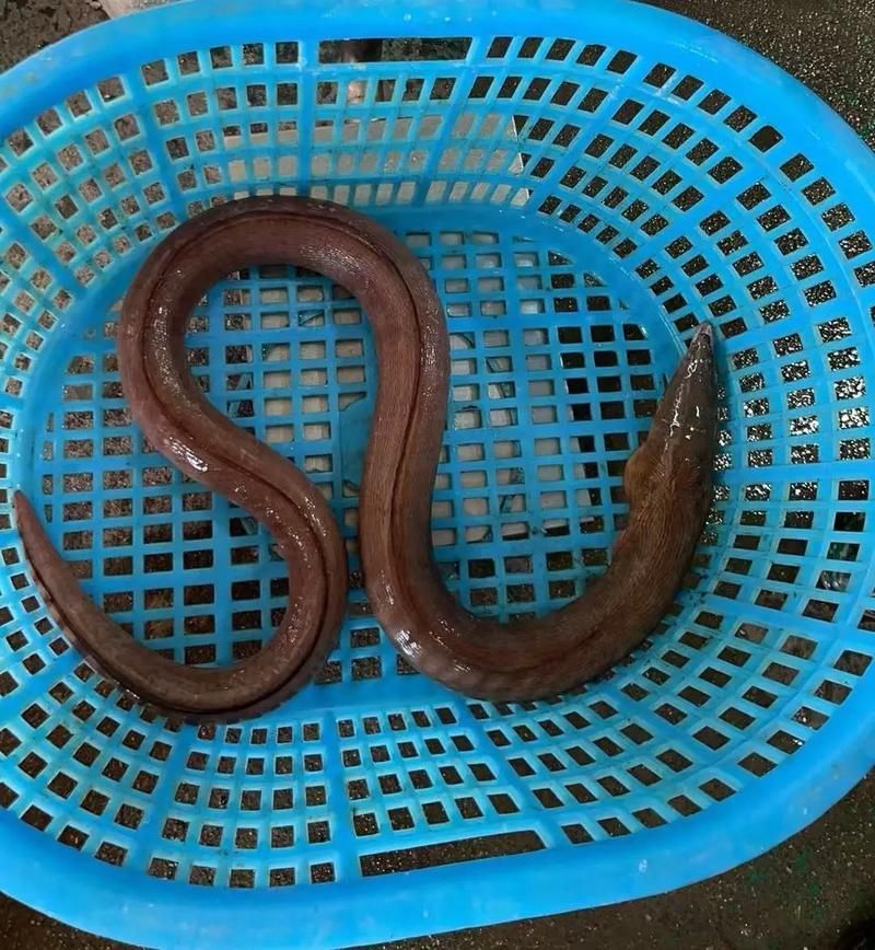 給我一些福建土龍魚的圖片，福建土龍魚是什么？