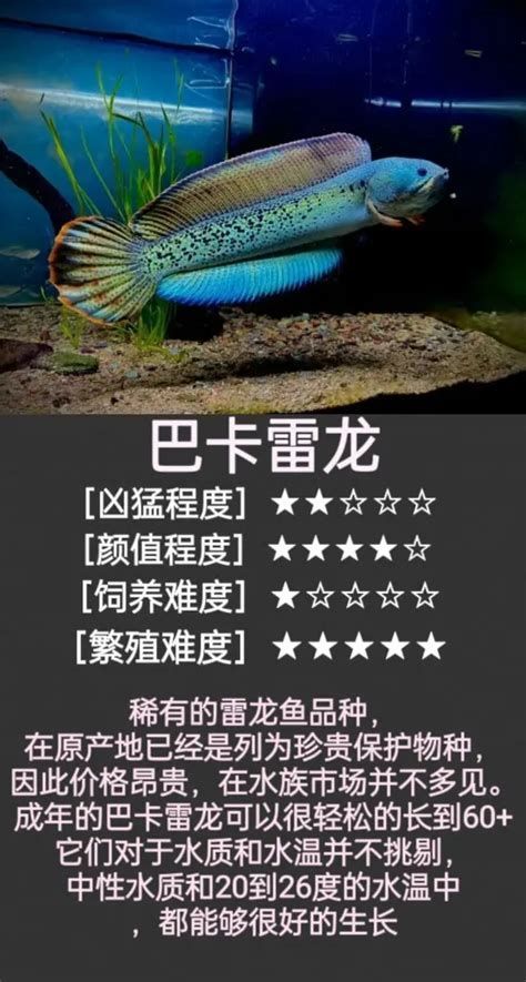 雷龍魚吃撐了應急處理，雷龍魚吃撐了應急處理指南（arowana）吃撐應急處理指南