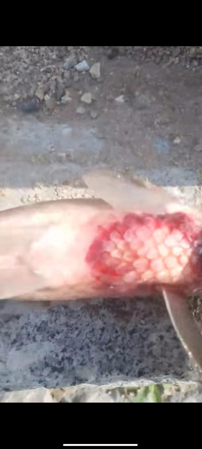 能否提供更多魚體滲血的圖片，魚體滲血的原因