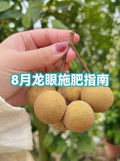 龍眼爛尾三怕有哪些具體應對措施，龍眼“爛尾三怕”的八大真相揭秘】龍眼掉果的八大真相