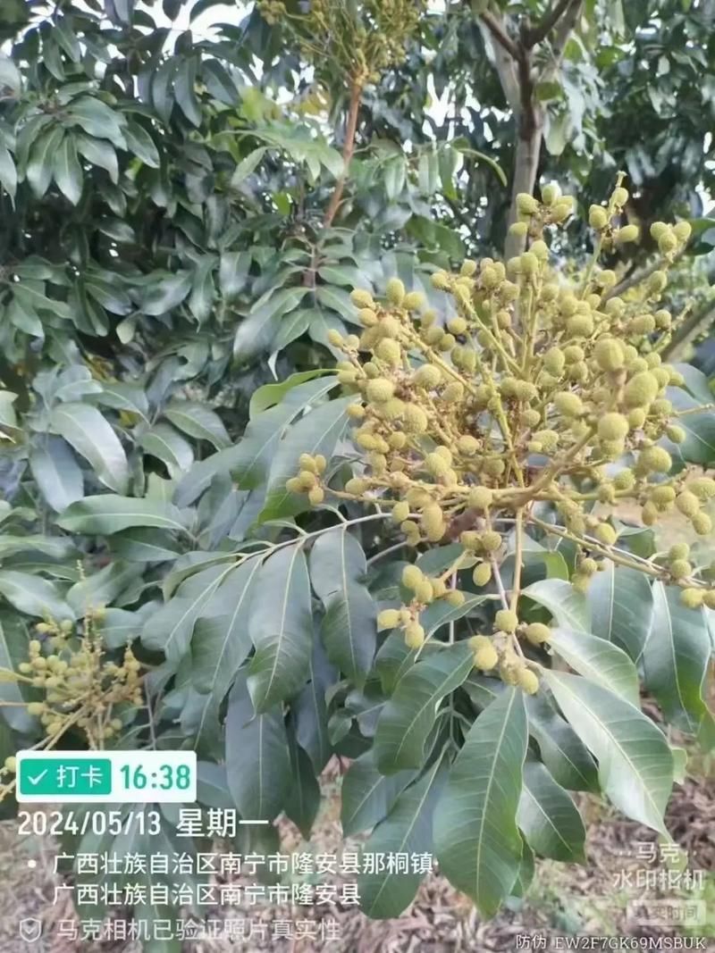 龍眼爛尾三怕有哪些具體應對措施，龍眼“爛尾三怕”的八大真相揭秘】龍眼掉果的八大真相