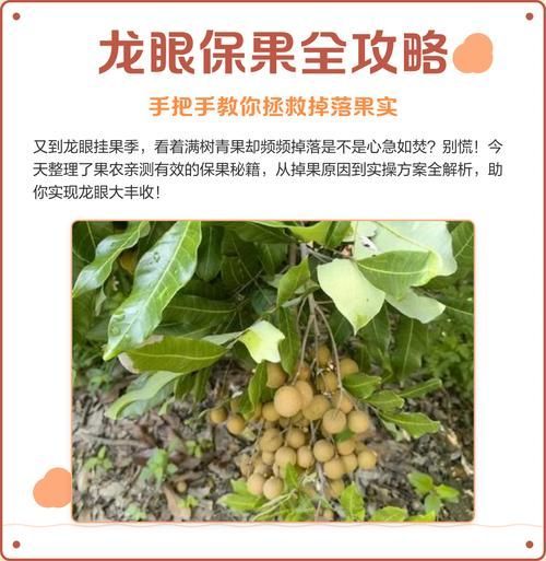 龍眼爛尾三怕有哪些具體應對措施，龍眼“爛尾三怕”的八大真相揭秘】龍眼掉果的八大真相