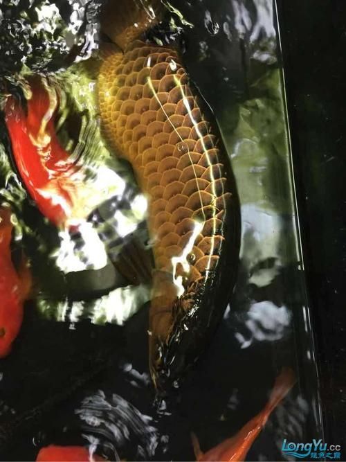 過背金龍爬背技巧，過背金龍養殖技術