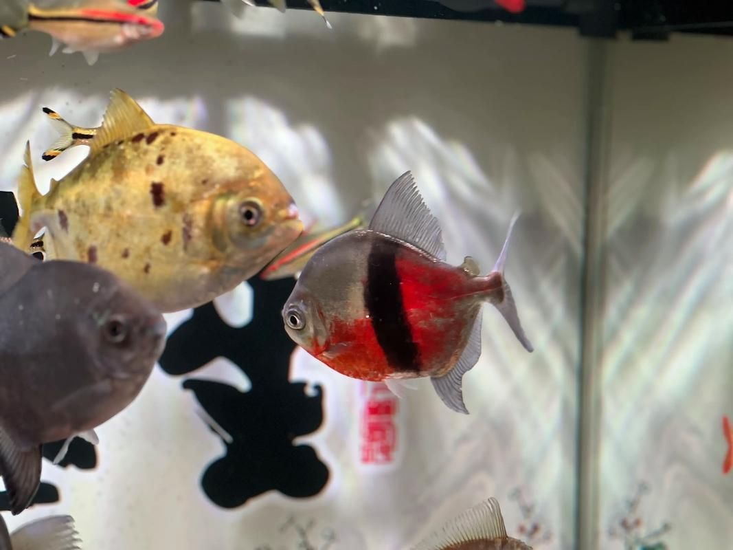 如何促進細線銀板魚發色？，如何促進南美淡水魚發色