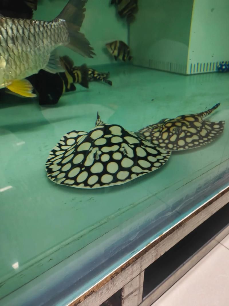 純血皇冠黑白魟魚多久能長大？，純血皇冠黑白魟魚的成魚體長一般在10-20厘米以上